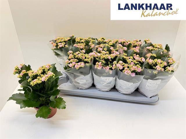 <h4>KAL GE PERFECTA PINK</h4>