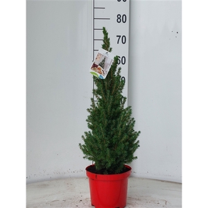 Picea glauca Perfecta 70-80