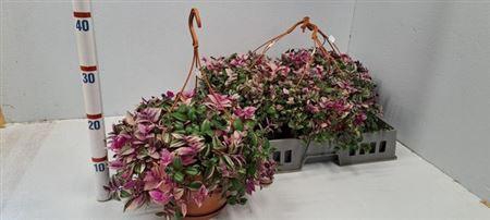 <h4>Trad Fl Quadricolor</h4>