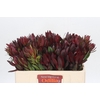 Leucadendron Saf Sunset Dark Red