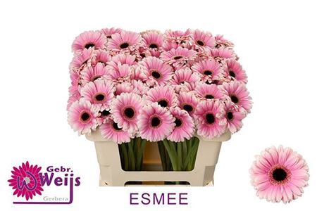 <h4>Ge Mi Esmee</h4>