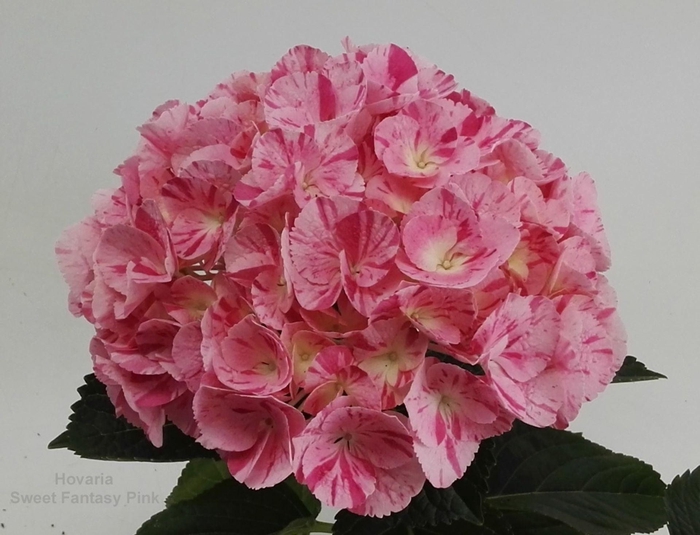 <h4>Hydrangea Hovaria</h4>