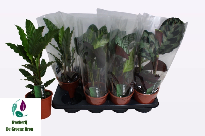 <h4>CALAT GEM 3 SRT</h4>