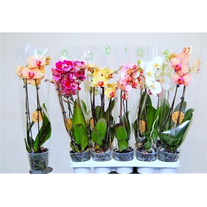 PHAL GEM 6 KL