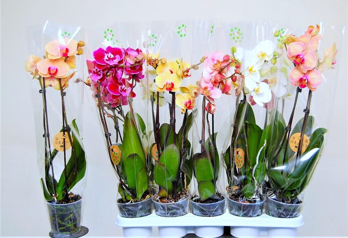 <h4>PHAL GEM 6 KL</h4>