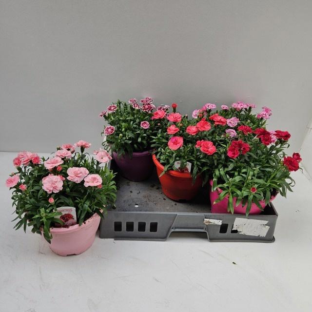 <h4>DIAN OSC GEM</h4>