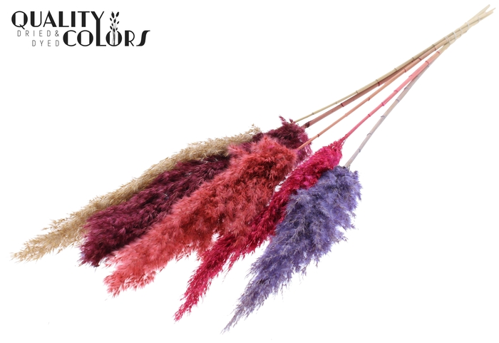 <h4>Pampas Grass 100cm 5st/bunch Colourful 9</h4>