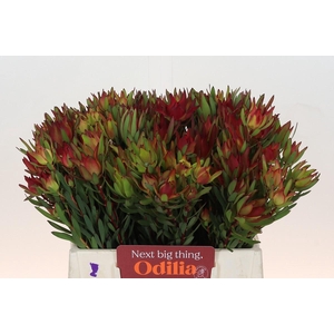 Leucadendron Yellow Blush
