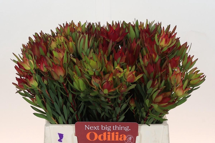 <h4>Leucadendron Yellow Blush</h4>