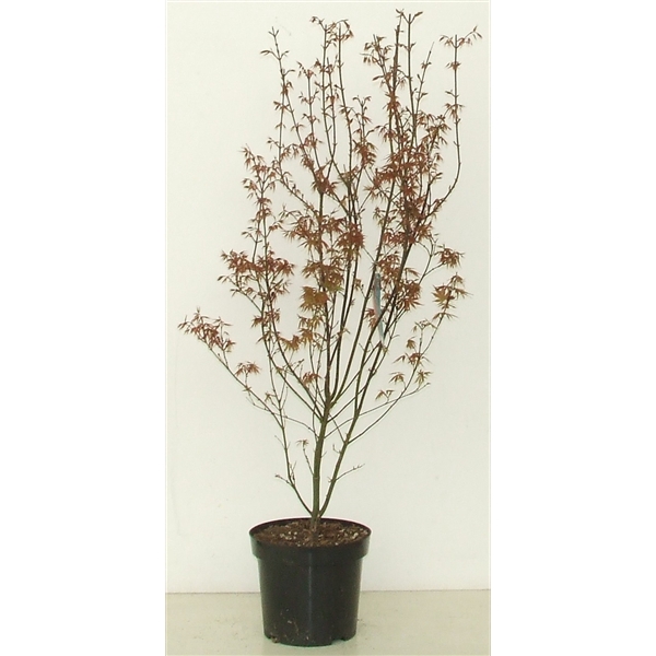 <h4>Acer palmatum 'Skeeters Broom' P26</h4>