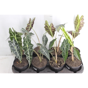 ALOCASIA AMAZONICA P12