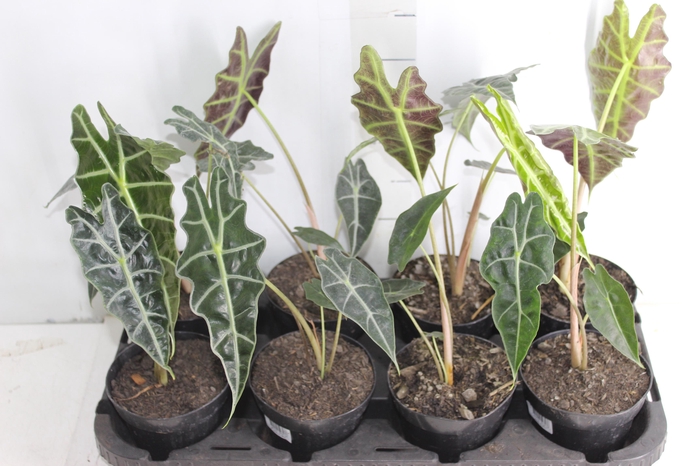 <h4>ALOCASIA AMAZONICA P12</h4>
