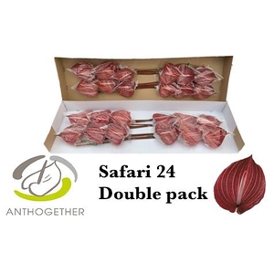 Anthurium Safari