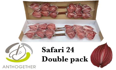<h4>Anthurium Safari</h4>