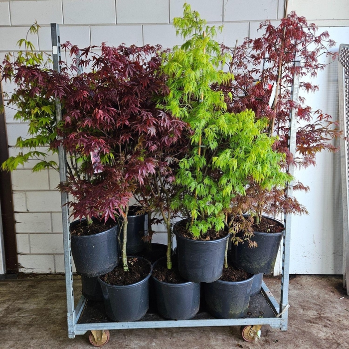 <h4>Acer palmatum Garnet</h4>