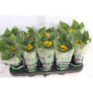 GIRASSOL MINI SUN BRIGHT P11