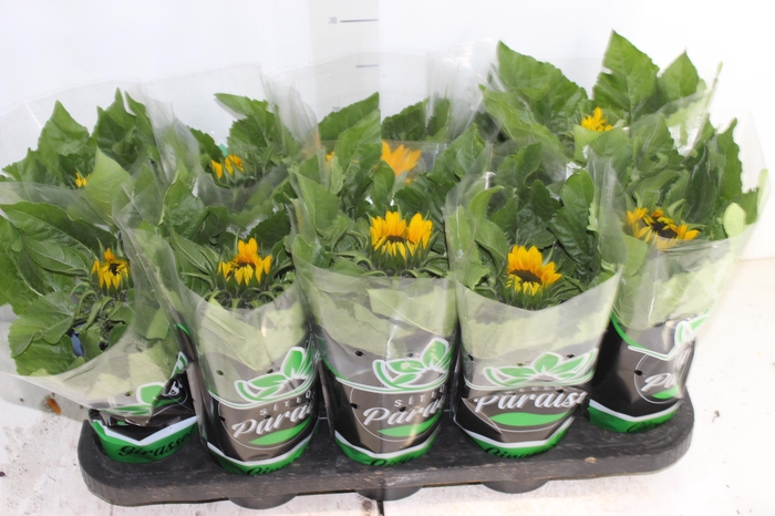<h4>GIRASSOL MINI SUN BRIGHT P11</h4>