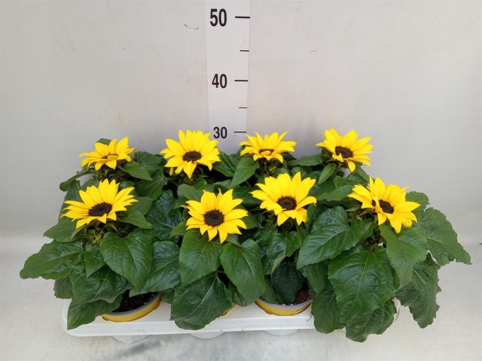 <h4>Helianthus an. 'Sunsation'</h4>