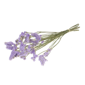 Statice Sinuata Natural Lilac