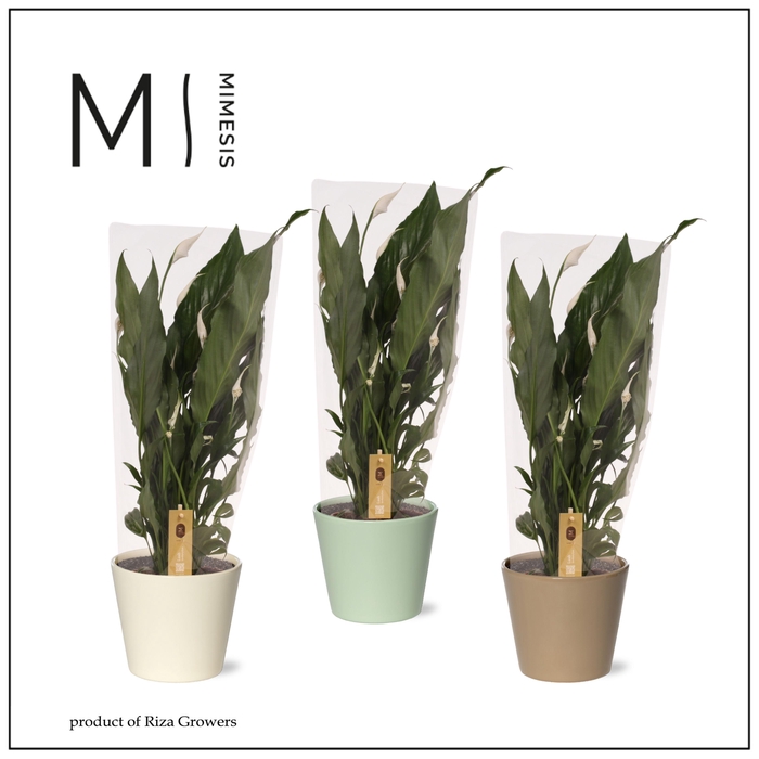 <h4>Spathiphyllum Sweet Benito - 13cm in Amanda | Mimesis</h4>