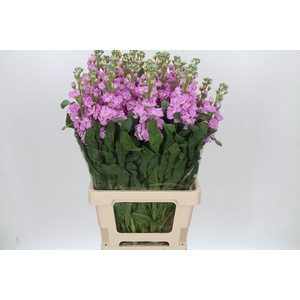 Matthiola Iron Pink