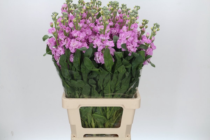 <h4>Matthiola Iron Pink</h4>