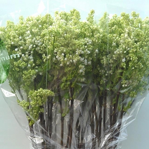 SYR V MME FL STEPMAN