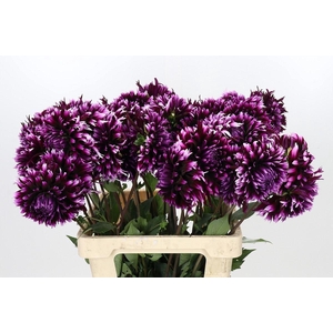 DAHLIA AIYANA