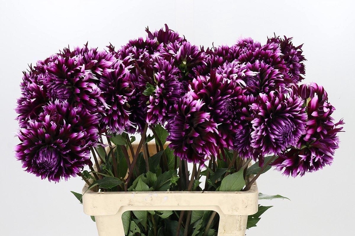 <h4>DAHLIA AIYANA</h4>