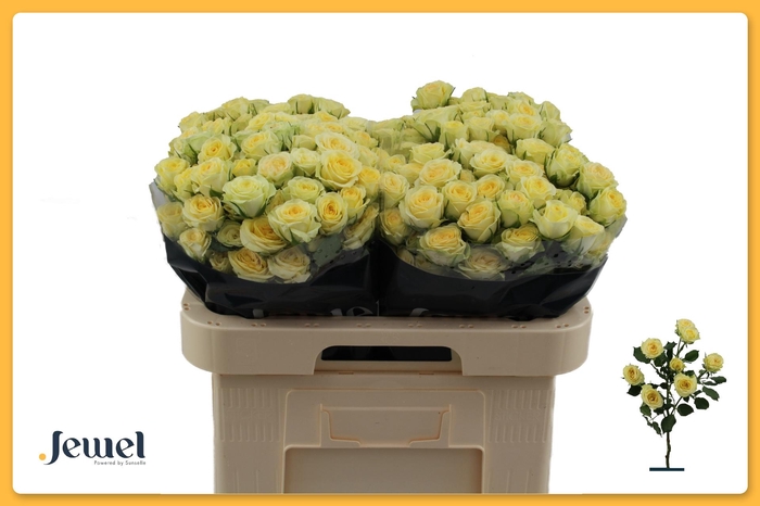 <h4>R TR WEDDING INVITE</h4>