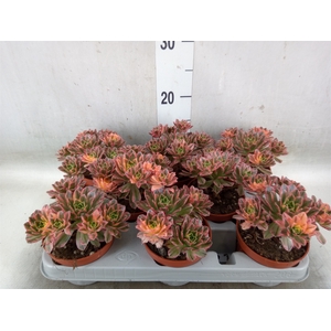 Aeonium   ...