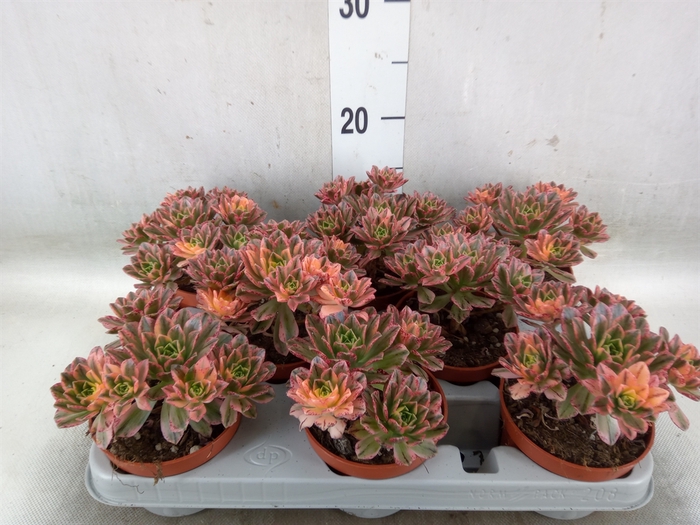 <h4>Aeonium   ...</h4>