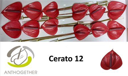 <h4>Anth A Cerato</h4>