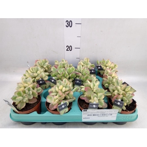 Cotyledon tome. ladys.