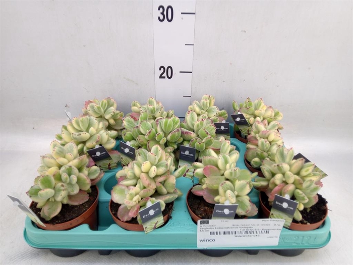 <h4>Cotyledon tome. ladys.</h4>