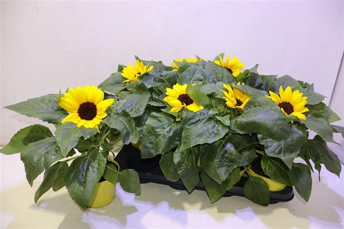 <h4>Heli Sunray Yellow</h4>