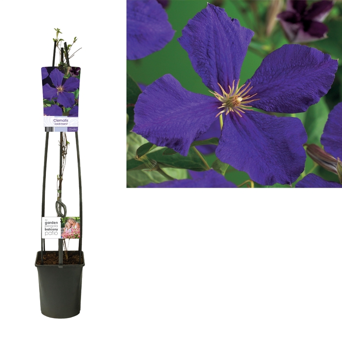 <h4>Clematis 'Jackmanii' +light label</h4>