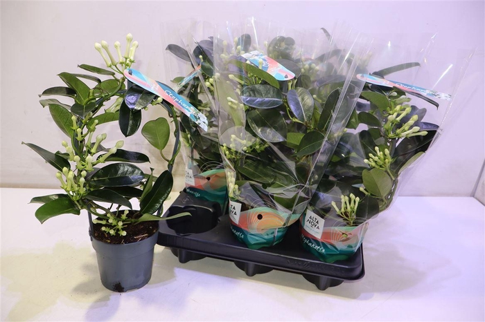 <h4>arr8 Steph Fl Ov</h4>