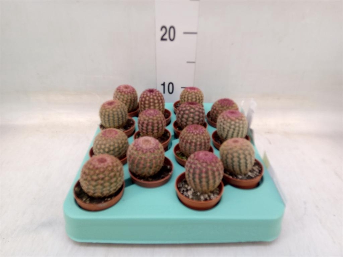 <h4>Echinocactus   ...</h4>