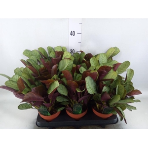 Ctenanthe burle-marxii 'Amagris'