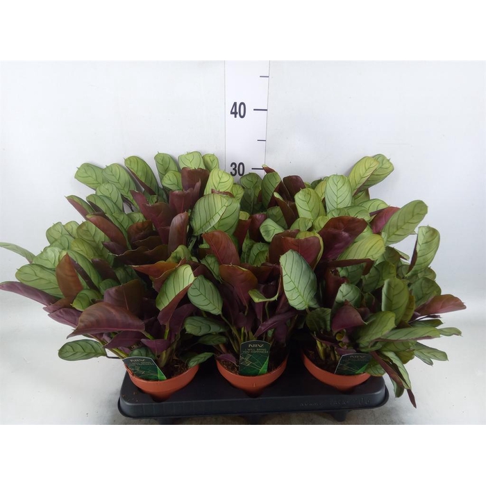 <h4>Ctenanthe burle-marxii 'Amagris'</h4>
