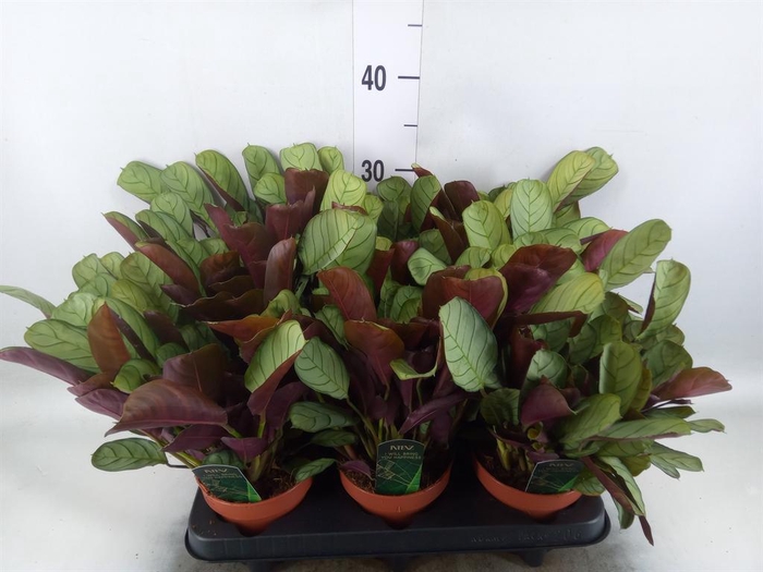 Ctenanthe burle-marxii 'Amagris'
