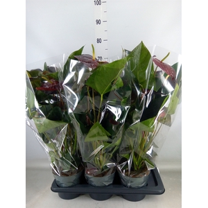 Anthurium  'Black Love'