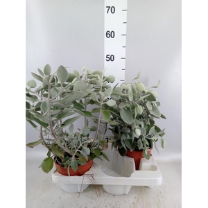 Kalanchoe NF hildebrandtii