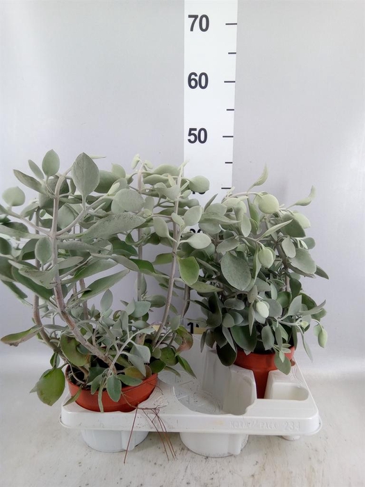 <h4>Kalanchoe NF hildebrandtii</h4>