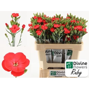 Dianthus TR 'Solomio Ruby'