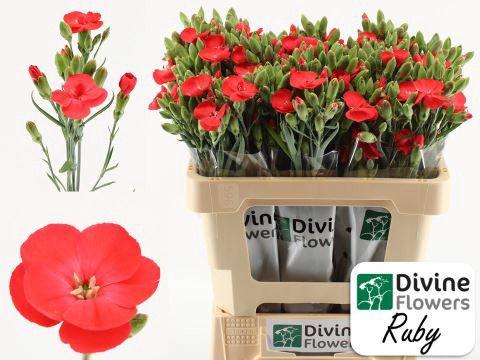 <h4>Dianthus TR 'Solomio Ruby'</h4>