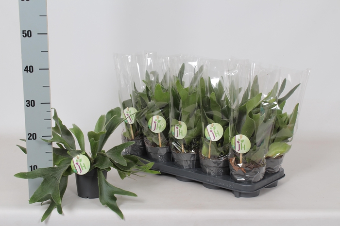 <h4>PLATYC BIFURCATUM</h4>