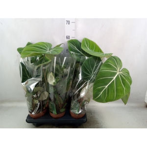 Philodendron gloriosum