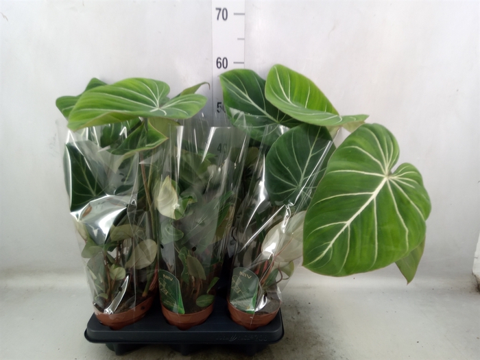 Philodendron gloriosum